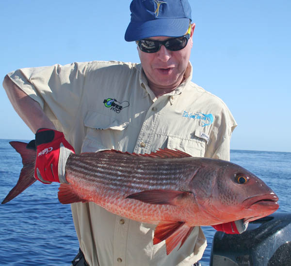 Mullet Snapper auf Stickbait gefangen